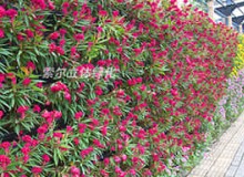 植物墻如何養(yǎng)護(hù)？