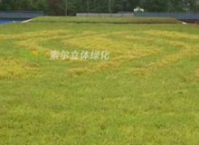 屋頂綠化有什么好處？