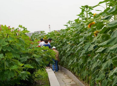 學(xué)校立體綠化解決方案簡介